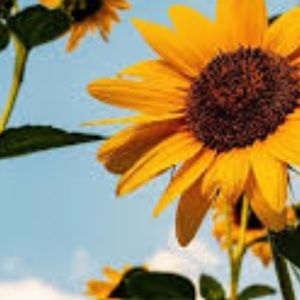 Meet your Posher, Delayni